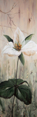 "Trillium" 17X53